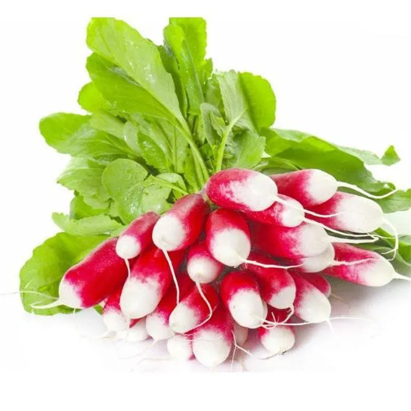 Semillas de rábano de fruto del pulgar