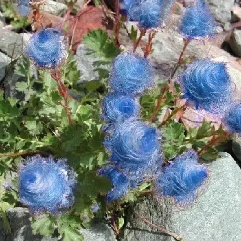Flor de humo de pradera azul
