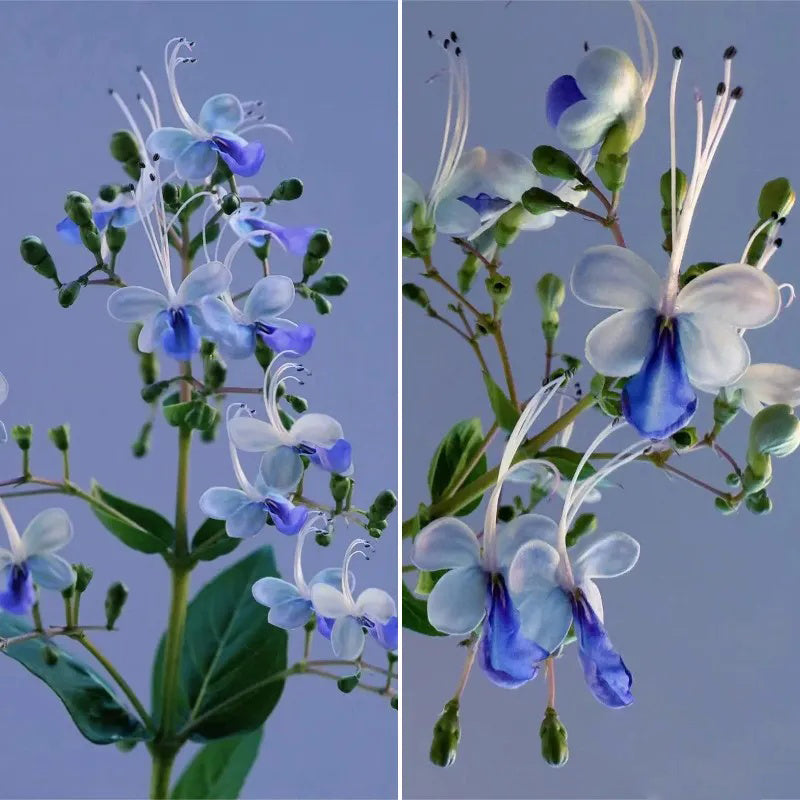Blue Butterfly Flower Seeds