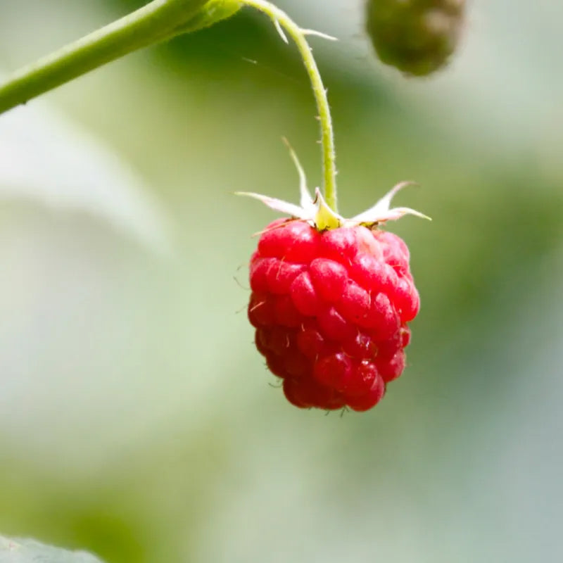 Red Raspberry Seeds