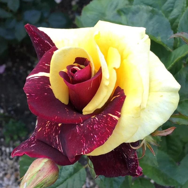 Semillas de rosa rara gemela roja y amarilla