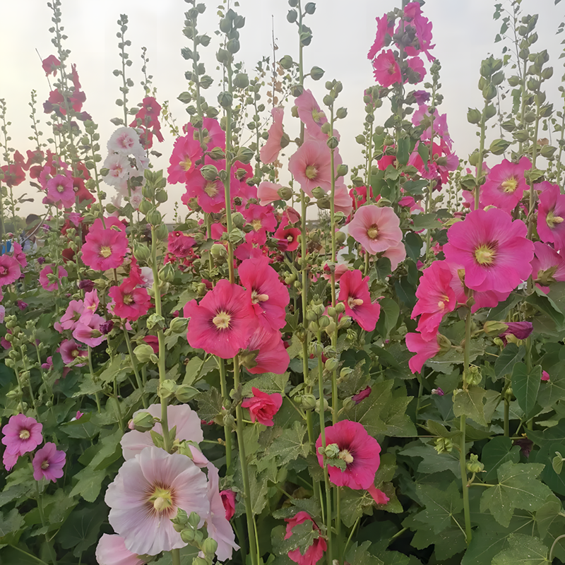 Hollyhock Seeds - Single Mix