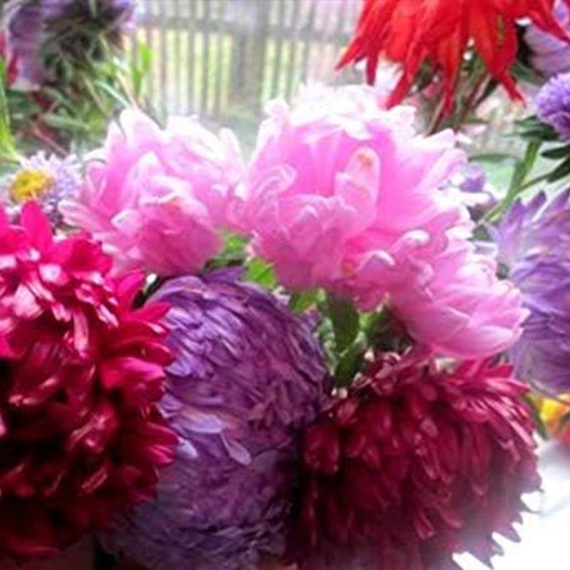 Mezcla de peonías y asters para plantar