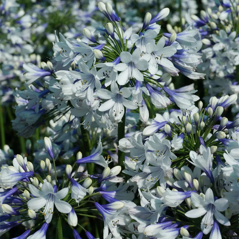 Agapanthus ‘Twister’ African Lily