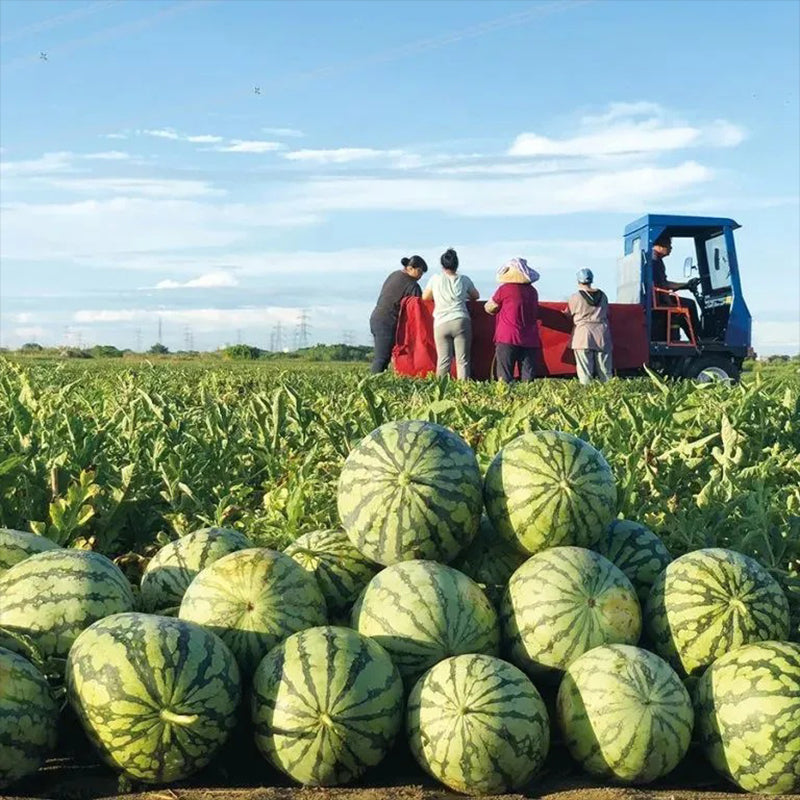 Lazy Man's Watermelon Seeds