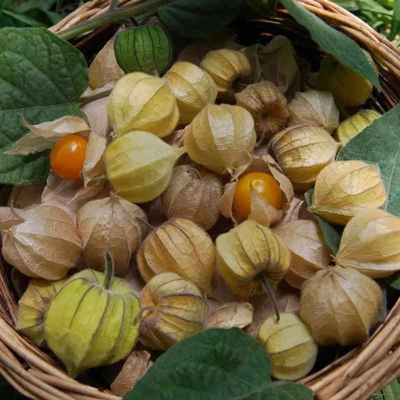 Physalis Peruviana Fruit-Lantern Fruit Seeds