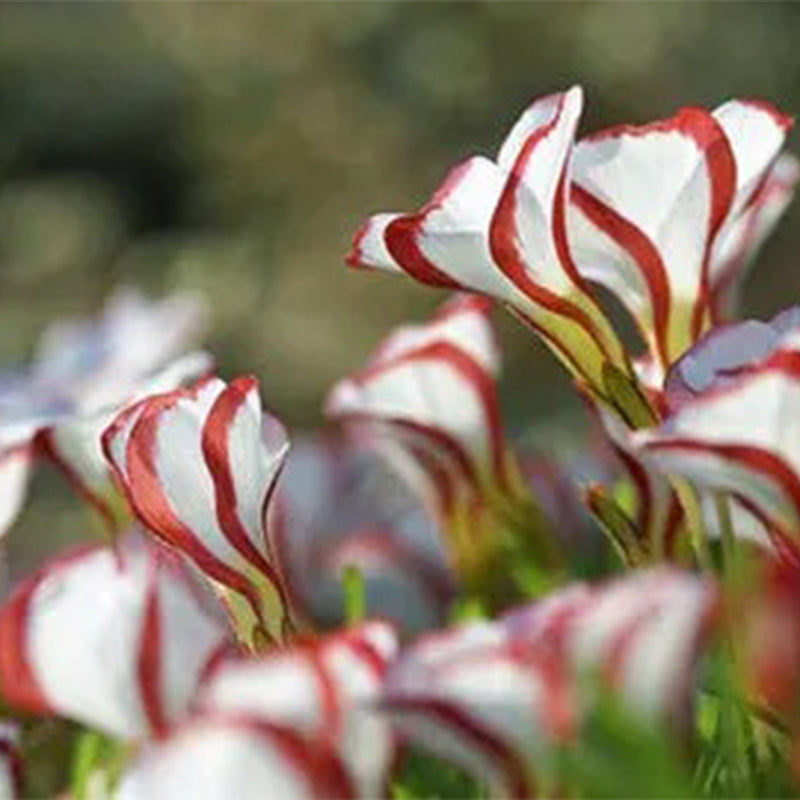 Semillas de la planta de oxalis versicolor, bastón de caramelo
