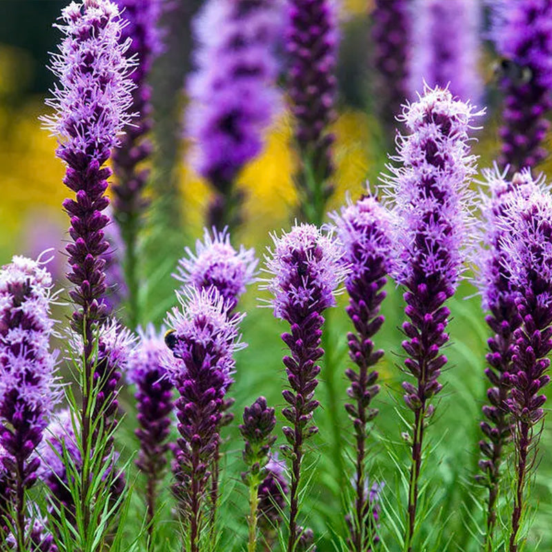 Prairie Blazing Star Seeds