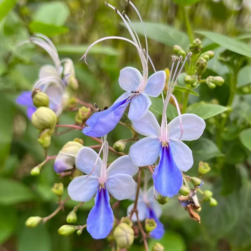 Blue Butterfly Flower Easy