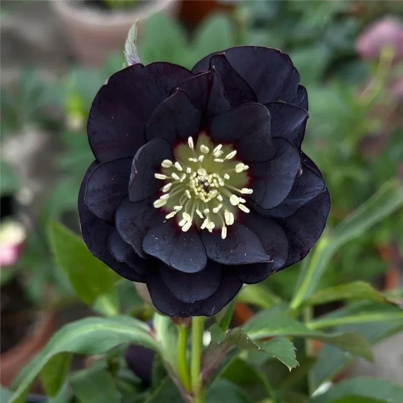 Rosa navideña-Eléboro negro