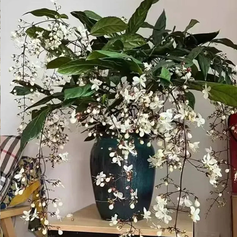 You Are My Life-Trailing Jasmine Flowers Seeds