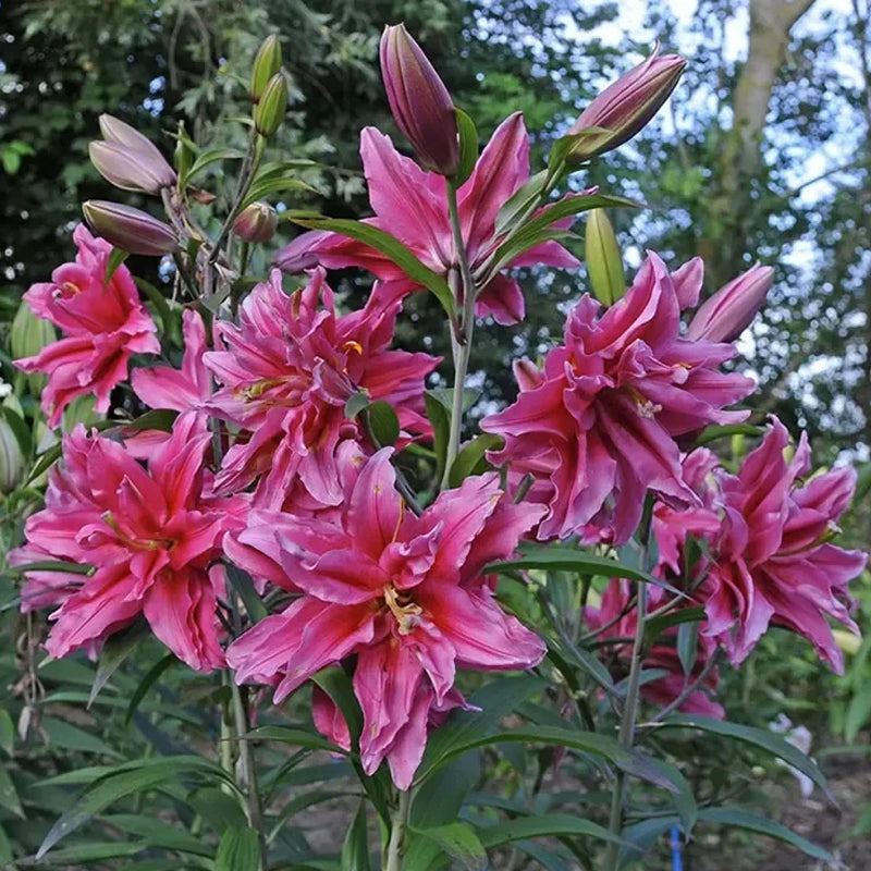 Bulbos de lirio perfumados orientales