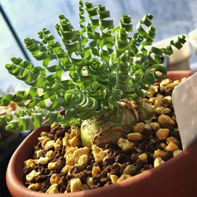 Rare Spring Grass Spiral Succulents