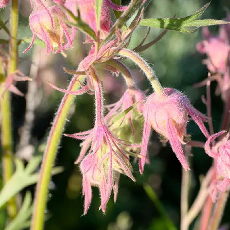 Semillas de flores de humo de pradera