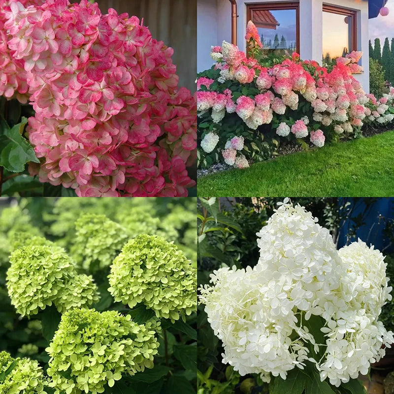 Hortensia con helado de fresa: belleza, reencuentro y gratitud