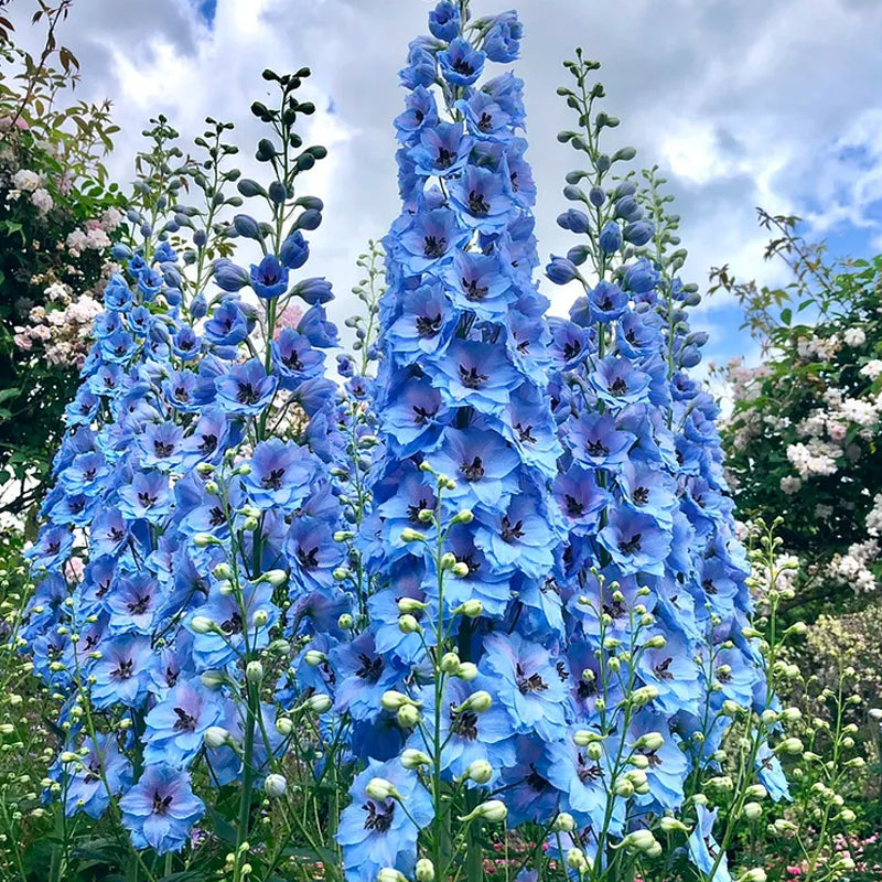 Delphinium Seeds Suitable for autumn & winter