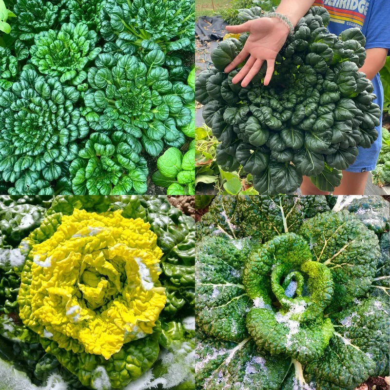 Cold Hardy Greens Super Giant Tatsoi