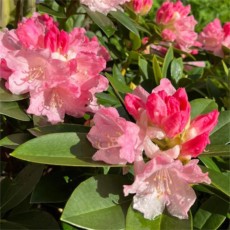 Semillas de azalea alpina, especies raras