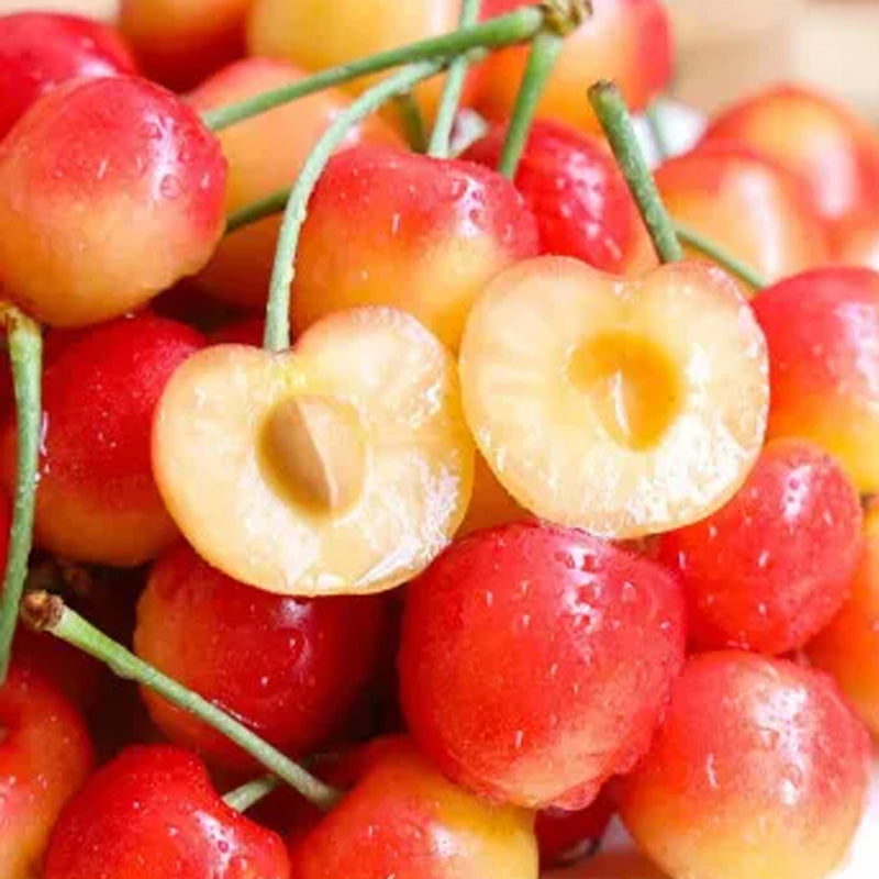 Rainier Cherry Fruit Seeds(Can be planted in winter)