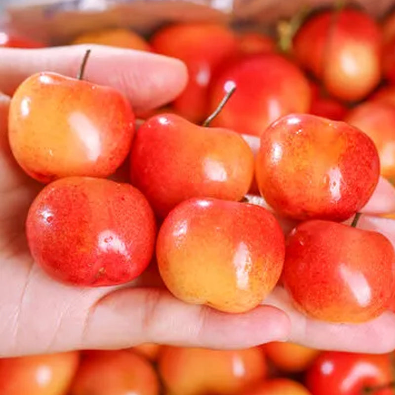 Rainier Cherry Fruit Seeds(Can be planted in winter)