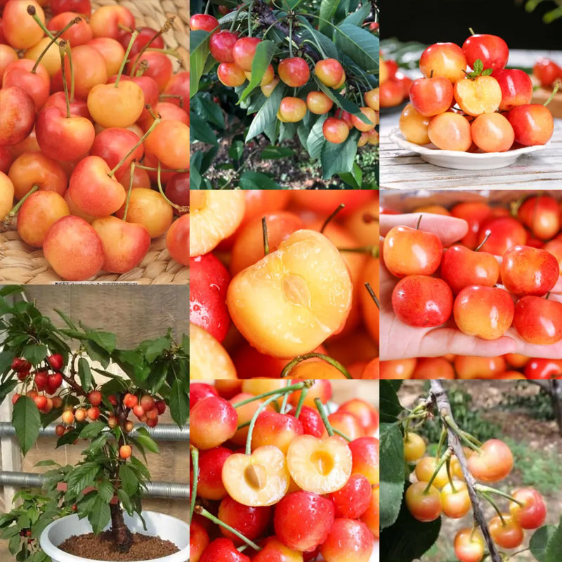 Rainier Cherry Fruit Seeds(Can be planted in winter)
