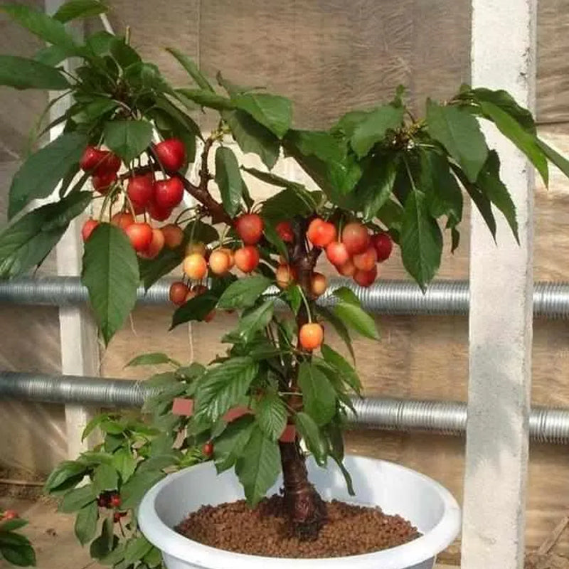 Rainier Cherry Fruit Seeds(Can be planted in winter)