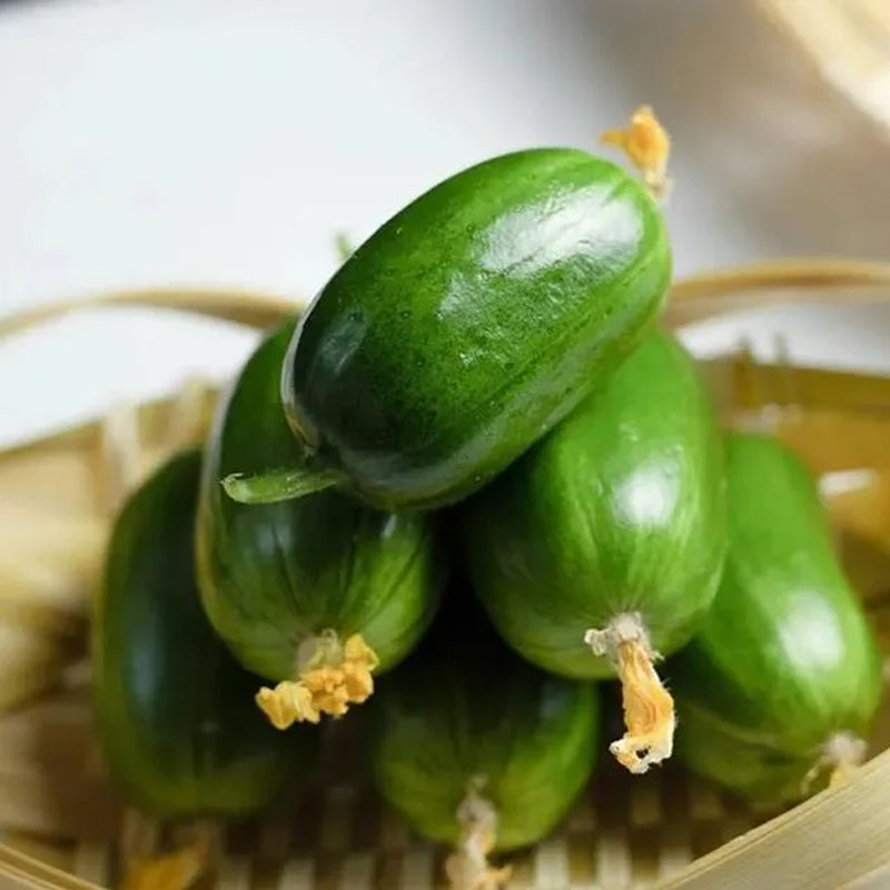 Pulgar Pepino-Niño Dorado Pepino Dama