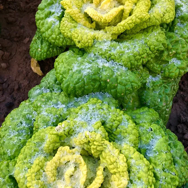 Cold Hardy Greens Super Giant Tatsoi