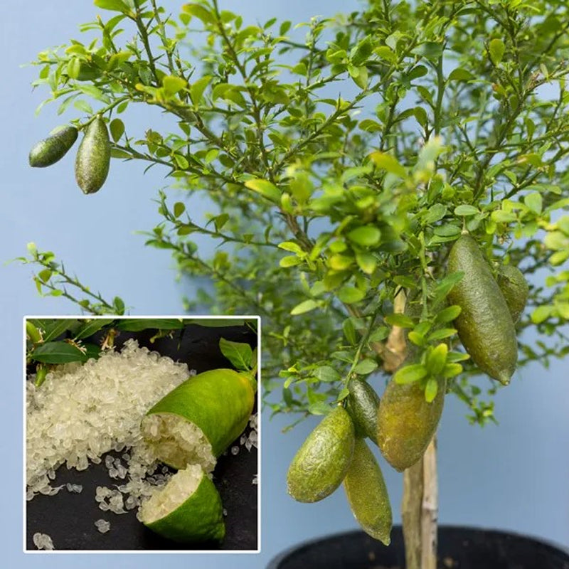 Finger Lime Seeds-Citrus Australasica