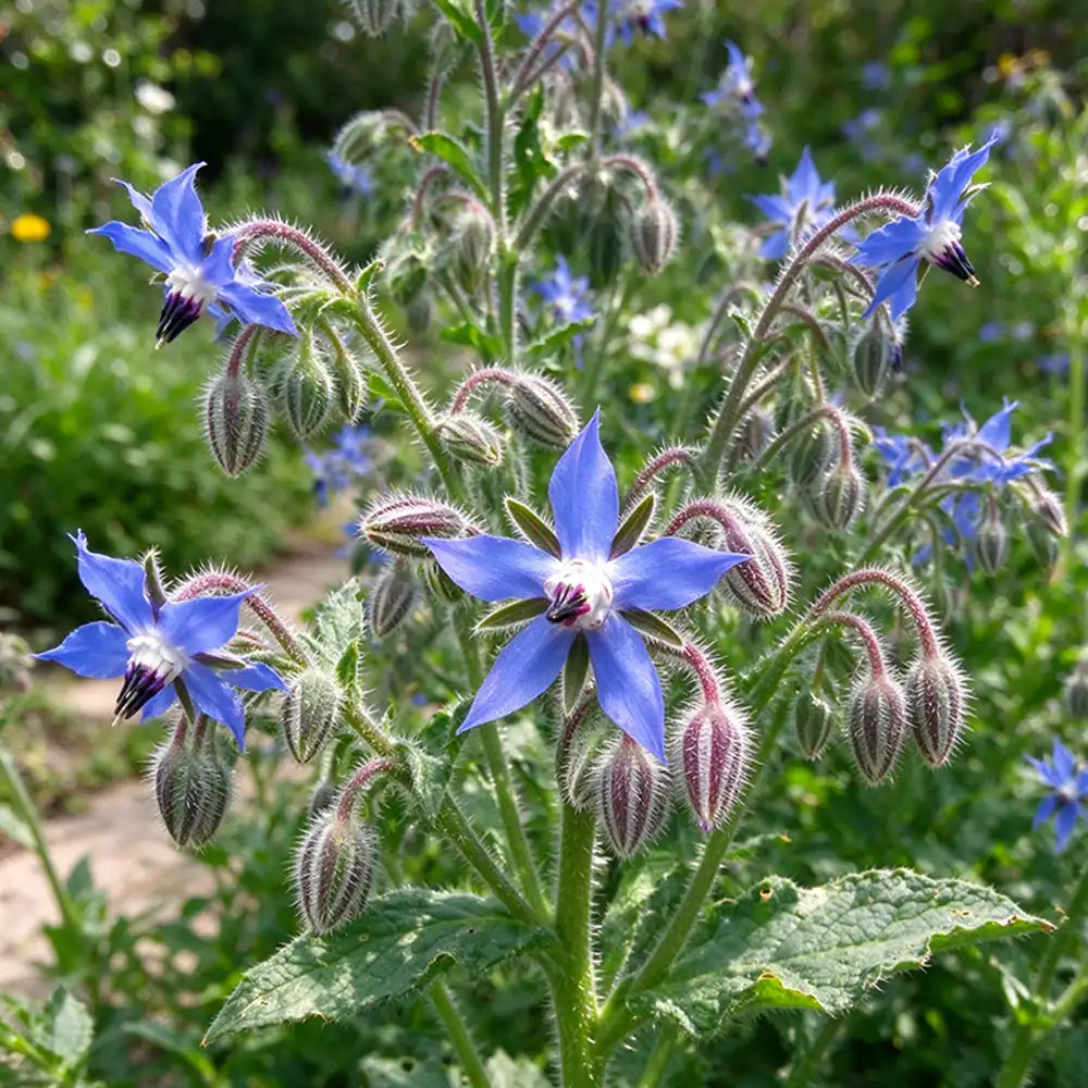 Borage Borage Seeds Annual Bushy Star-shaped Blue for Culinary