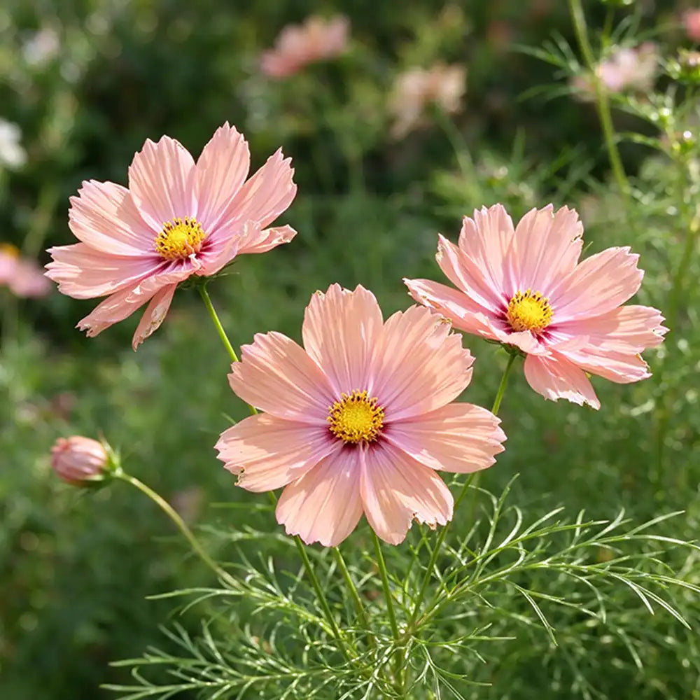 Apricotta Cosmos Seeds Annual Tall for Cut Flowers