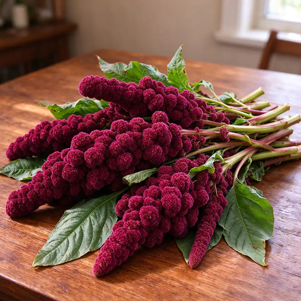 Feathered Amaranth Seeds Annual Tall Plume Flowers for Cut Flowers