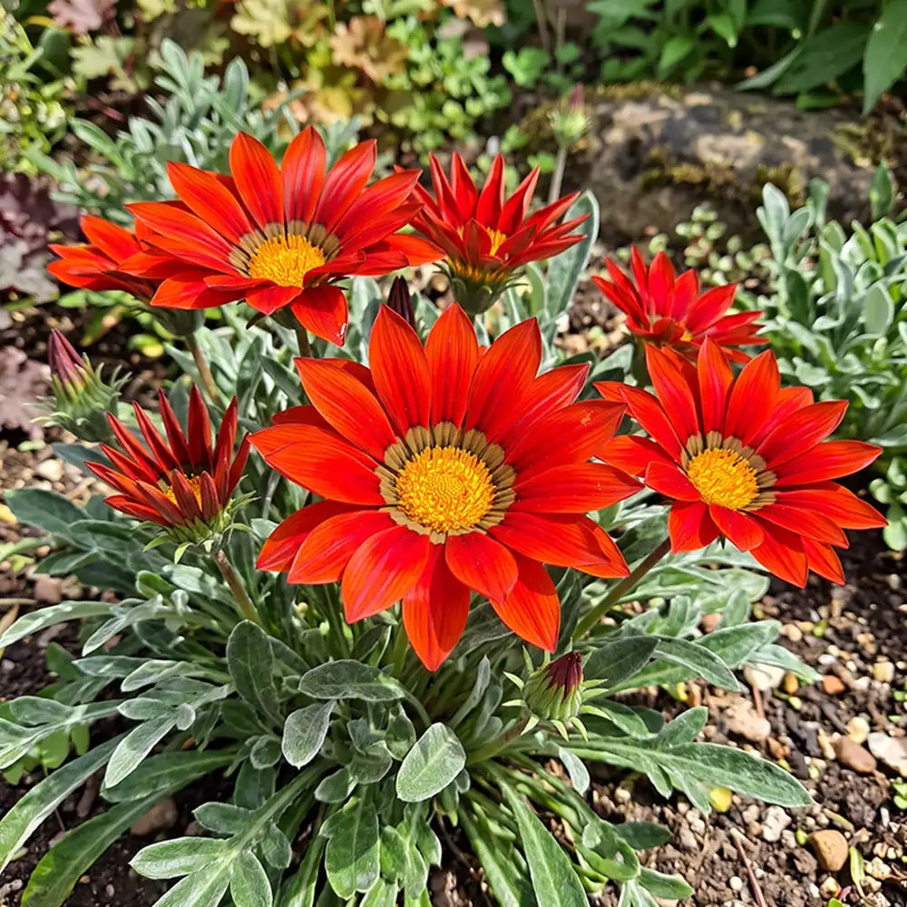 Sunflower Seeds Annual Red Blooms with Dark Center Ring