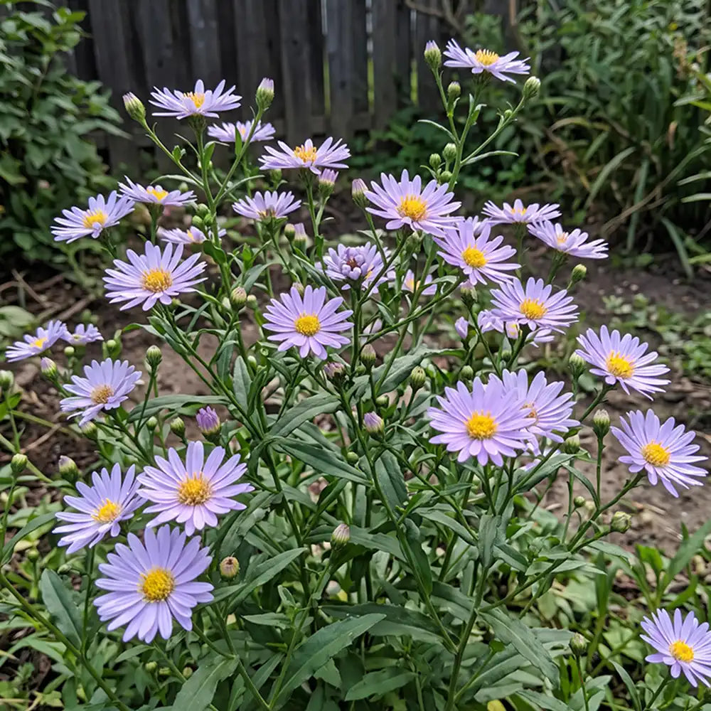 Lavender Purple Aster Seeds Perennial Tall Purple for Pollinators