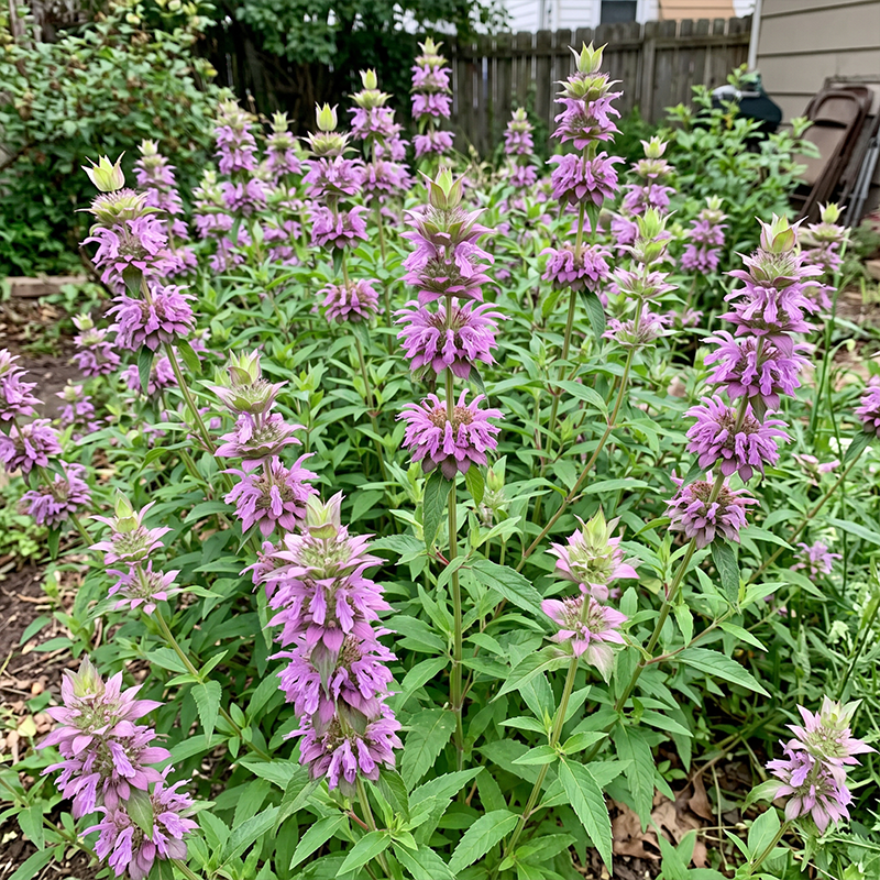 Lemon Bee Balm Seeds Perennial Tall Pink for Pollinators