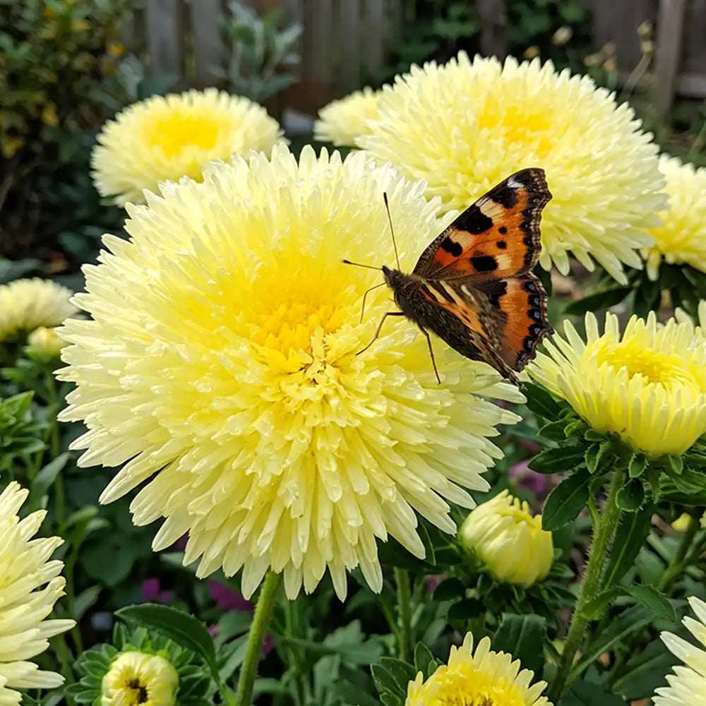 Lemon Yellow Needle Aster Seeds Annual Tall Yellow for Cut Flowers