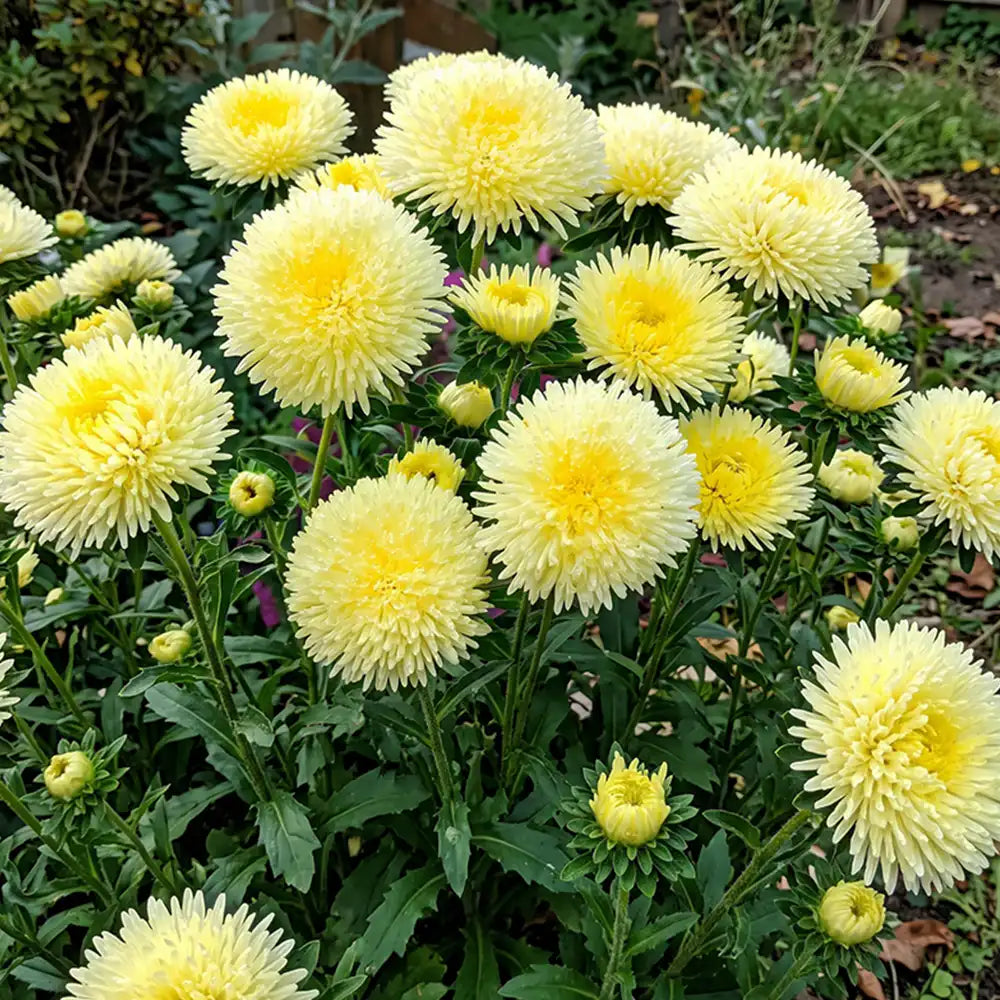 Lemon Yellow Needle Aster Seeds Annual Tall Yellow for Cut Flowers