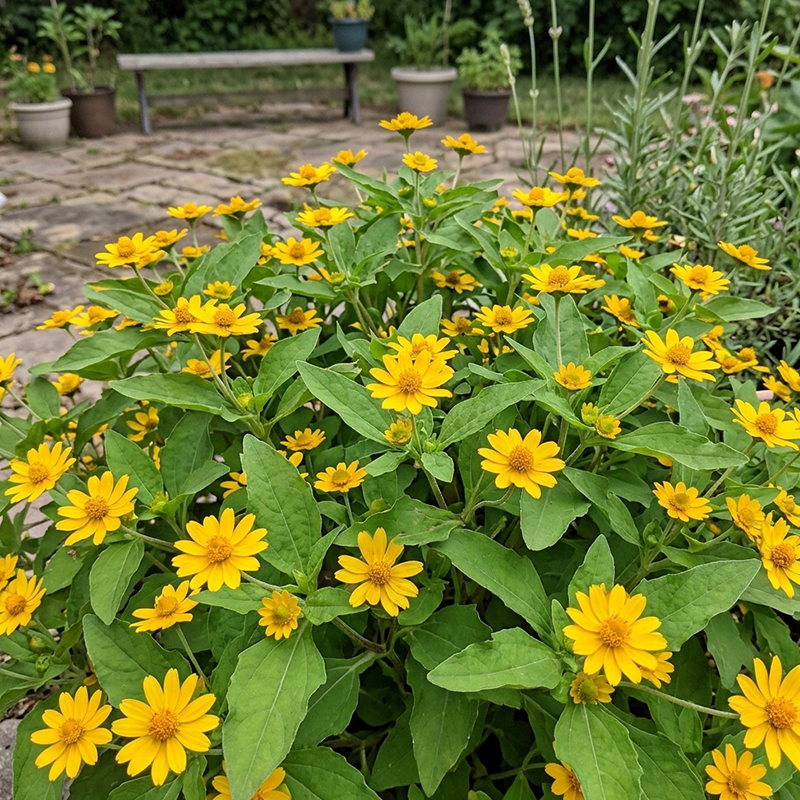 Melampodium Paludosum Seeds Annual Compact Yellow for Ornamental
