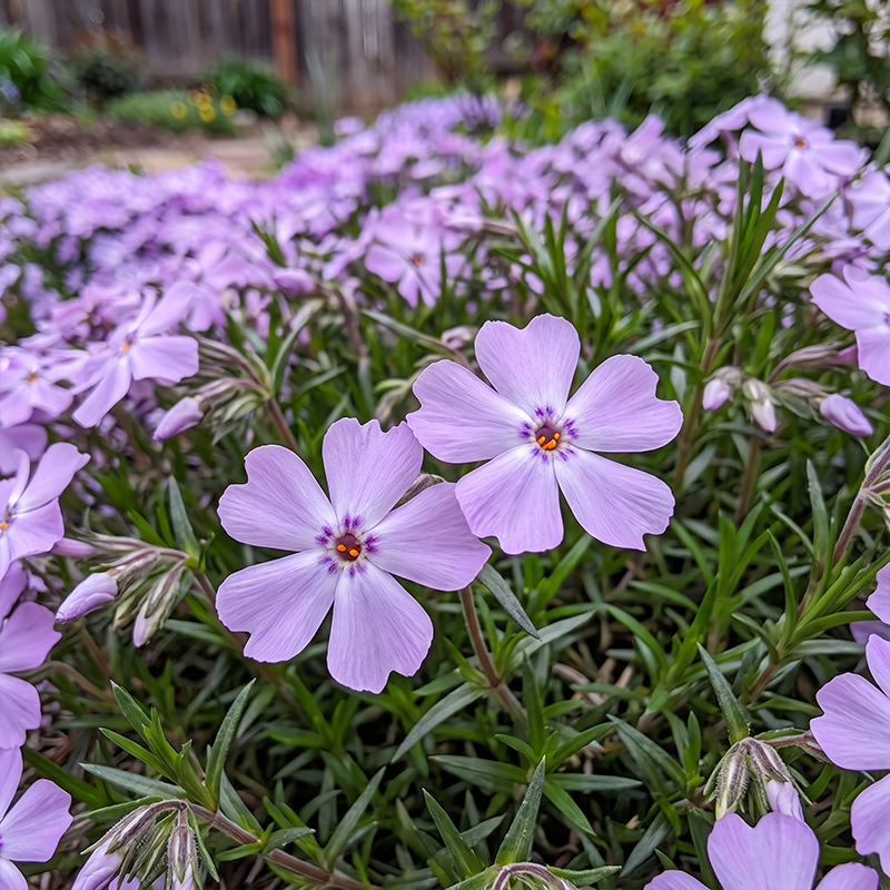 Purple Phlox paniculata Seeds Perennial Tall Purple for Cut Flowers
