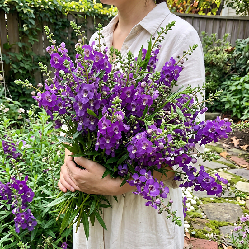 Purple Summer Snapdragon Seeds Annual Tall Purple for Ornamental