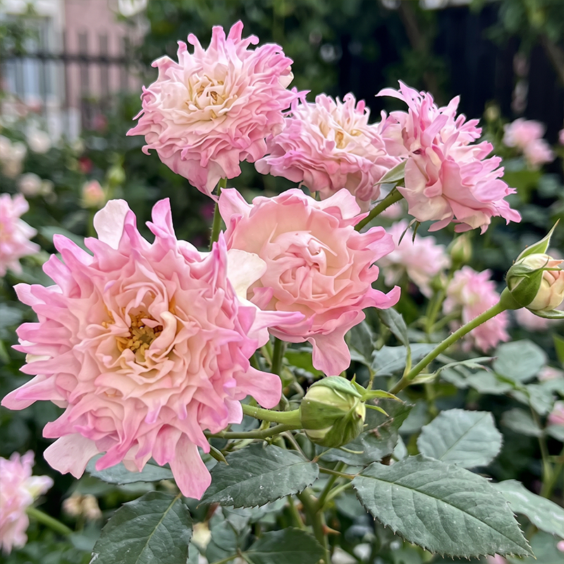 Rare Pink Kite Rose Seeds Perennial Compact Pink for Ornamental