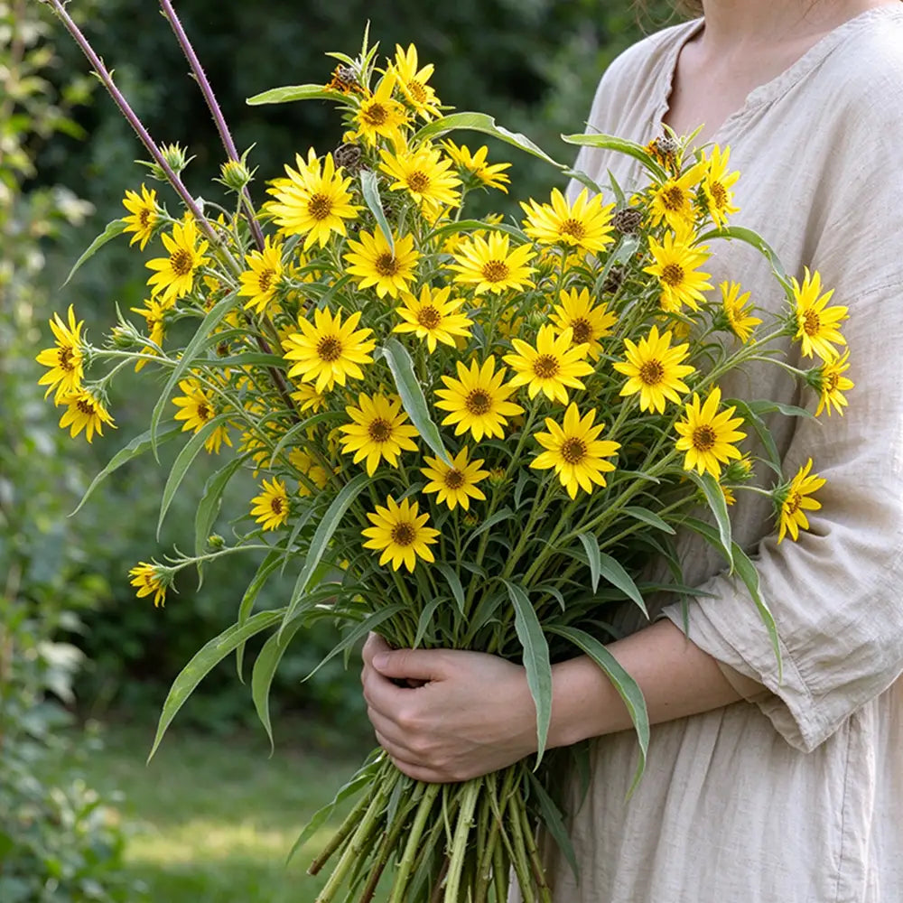 Maximilian Sunflower Seeds Annual Tall Yellow for Pollinators