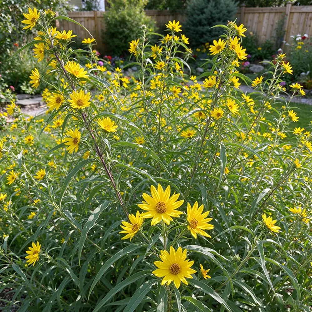 Maximilian Sunflower Seeds Annual Tall Yellow for Pollinators
