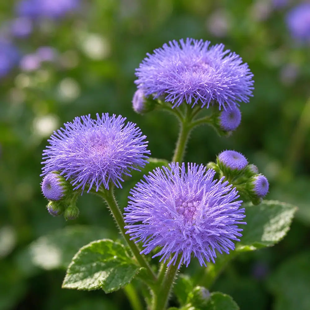 Vibrant Purple Floss Flower Seeds Annual Compact Purple for Ornamental