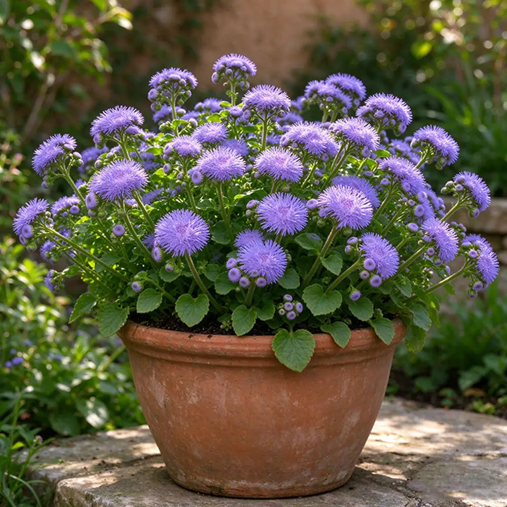 Vibrant Purple Floss Flower Seeds Annual Compact Purple for Ornamental