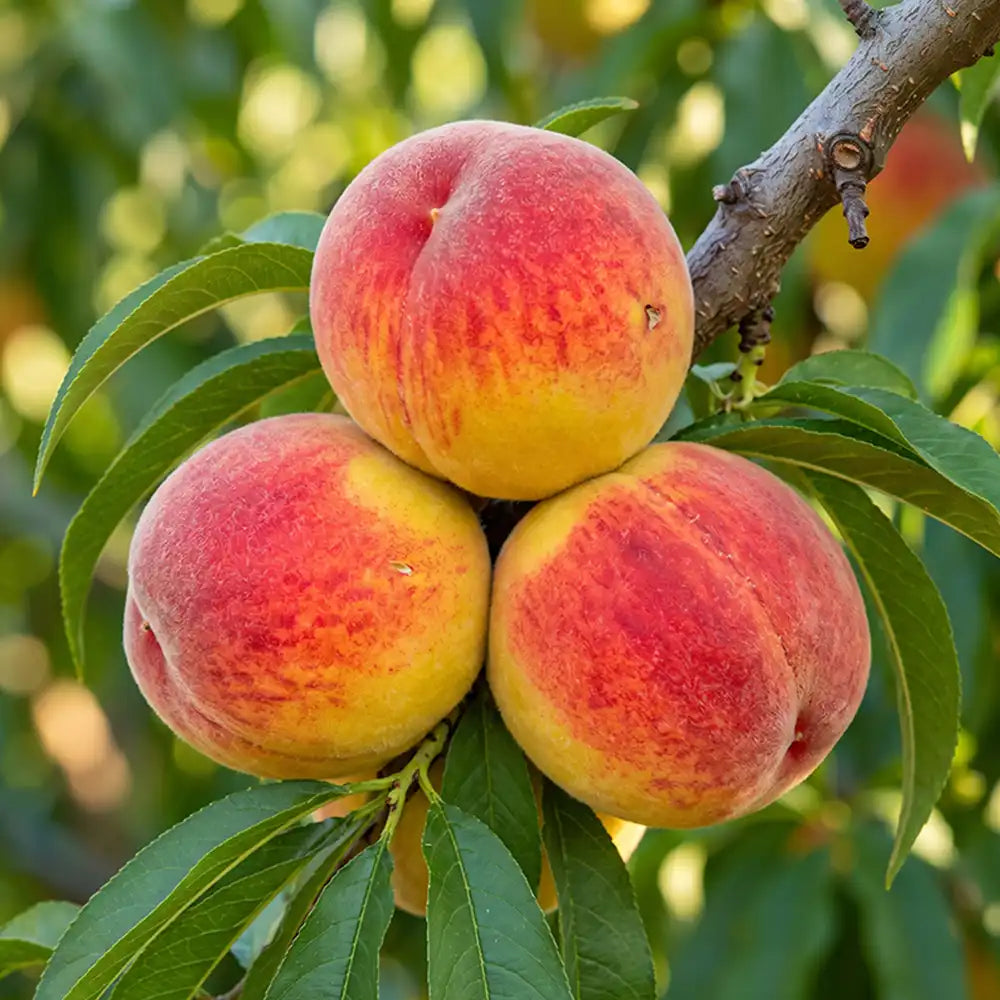 Nemaguard Peach Seeds Perennial Tall Yellow for Fresh Eating