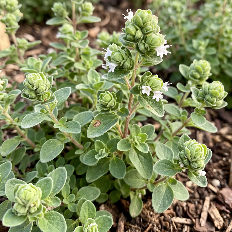 Sweet Marjoram Seeds Perennial Compact Green for Culinary