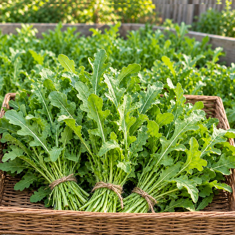 Baby Leaf Arugula Arugula Seeds Annual Compact Spicy for Container Gardens