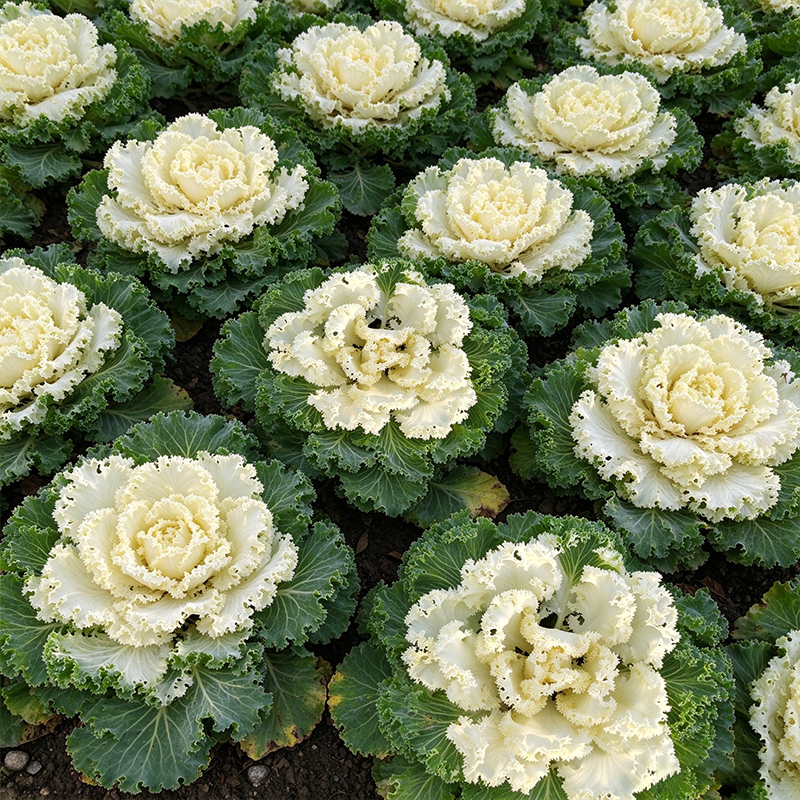 Creamy Lace Ornamental Kale Seeds Biennial Compact White for Container Gardens