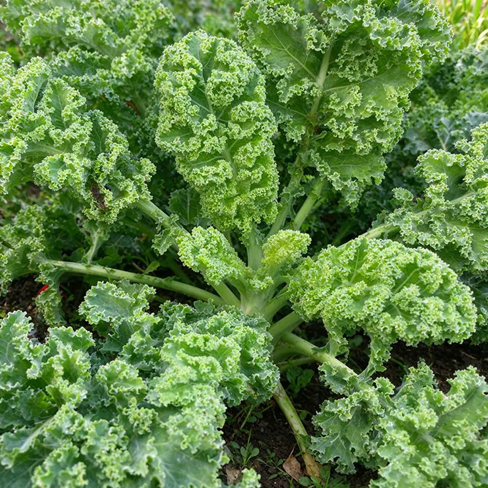 Crisp Morning Curly Kale Seeds Biennial Compact Curly for Salads